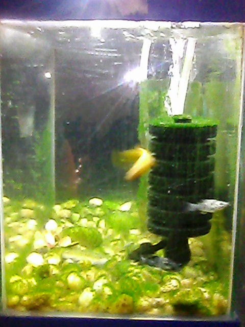 small, aquarium 