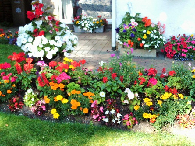 Part of my garden
