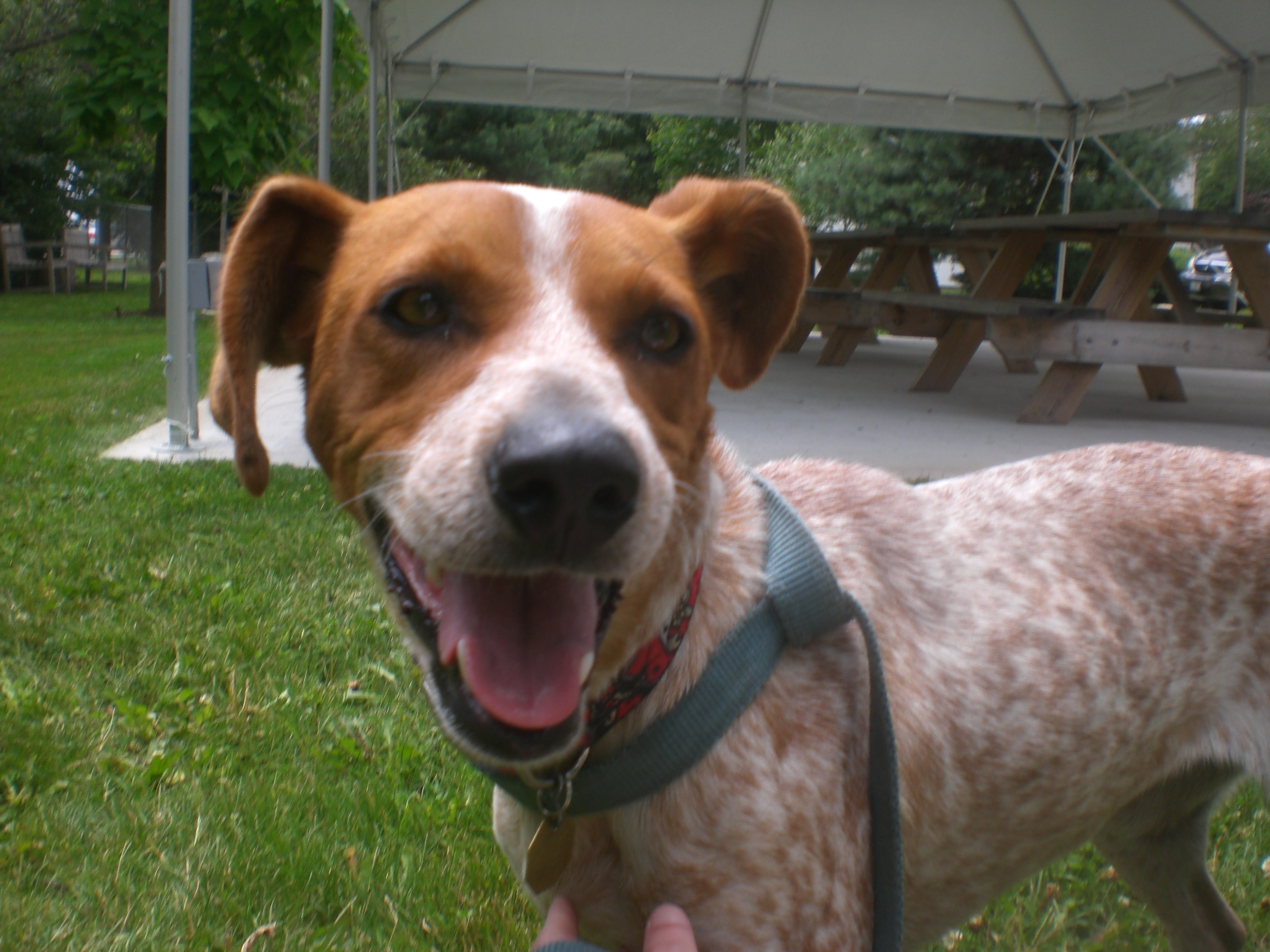 Red heeler dog that is not Huck Red heeler dog that is not Huck