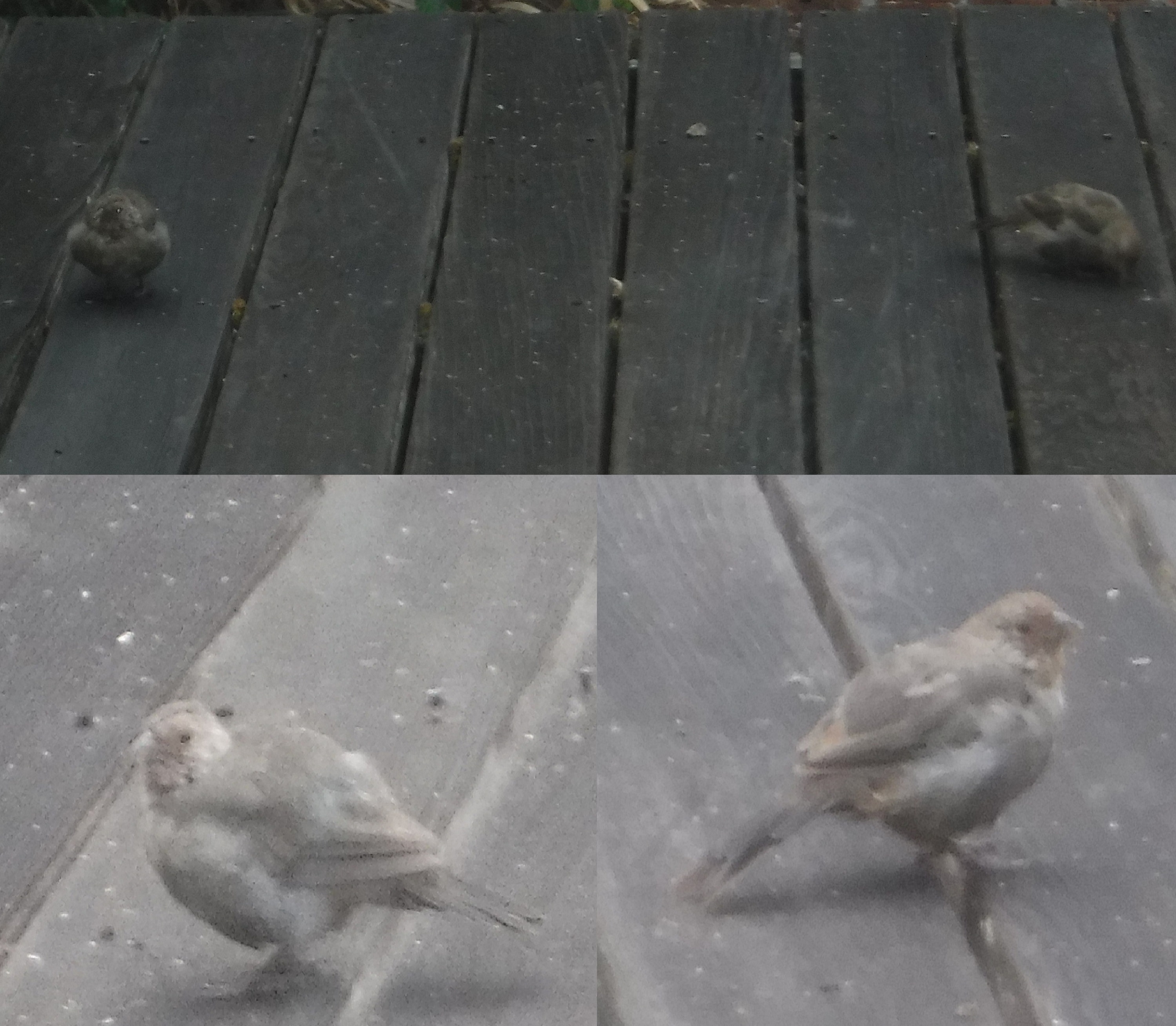 photos I took of the baby birds on my back deck 9-16-19 photos I took of the baby birds on my back deck 9-16-19