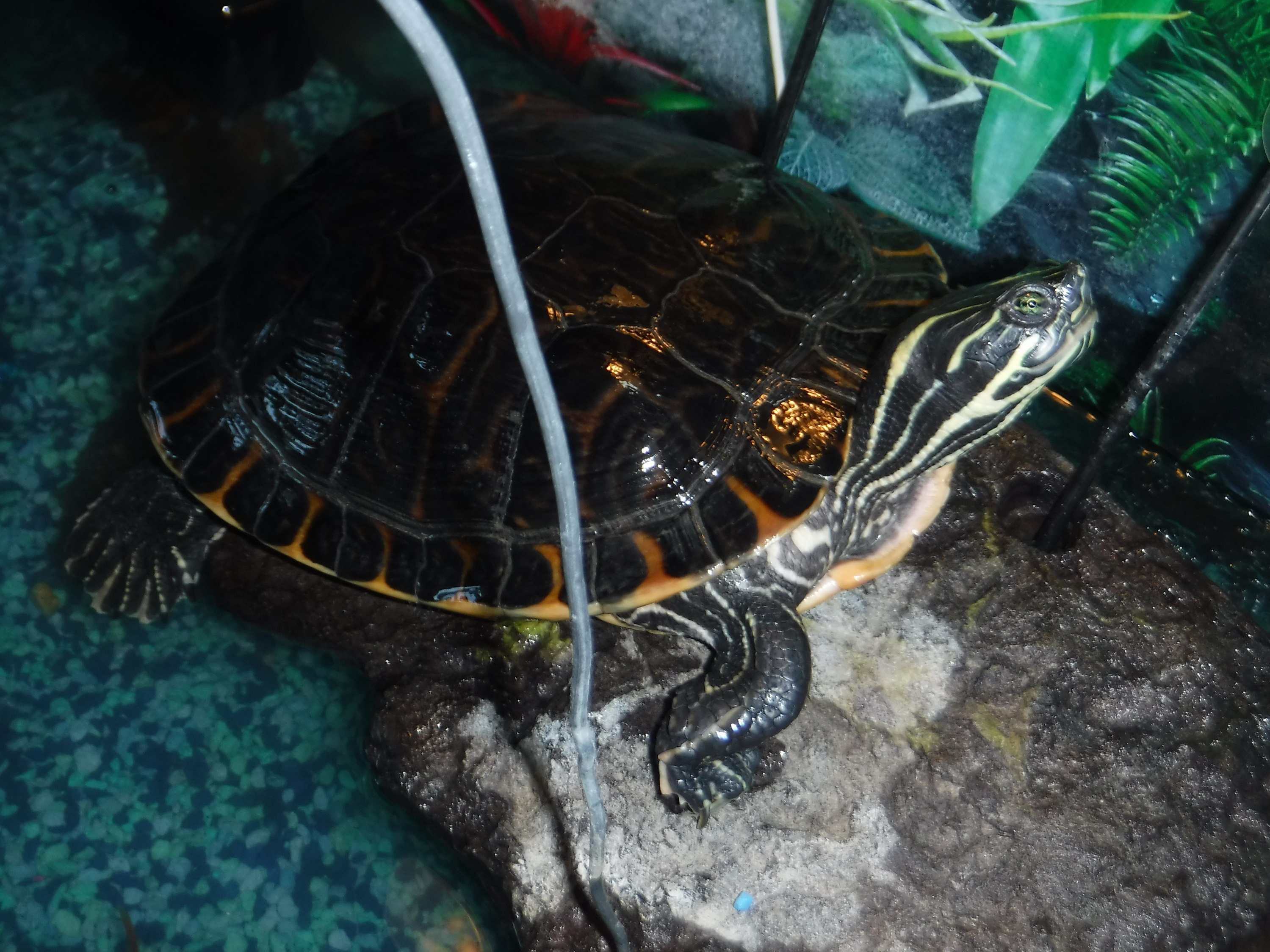 Photo I took of Gus, the turtle that lives in the toddler room at work