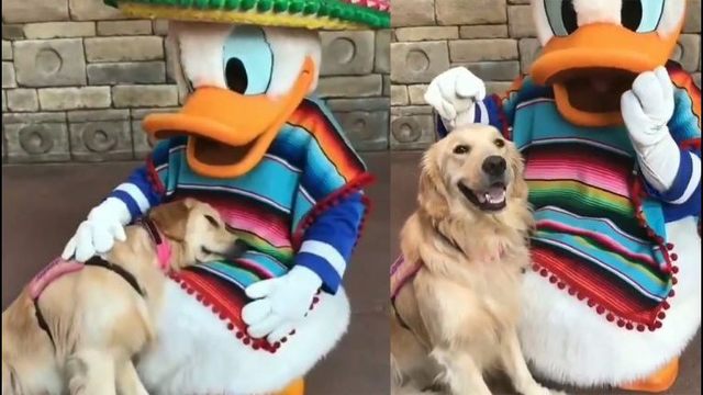 Nala the service dogs meets Donald Duck 
