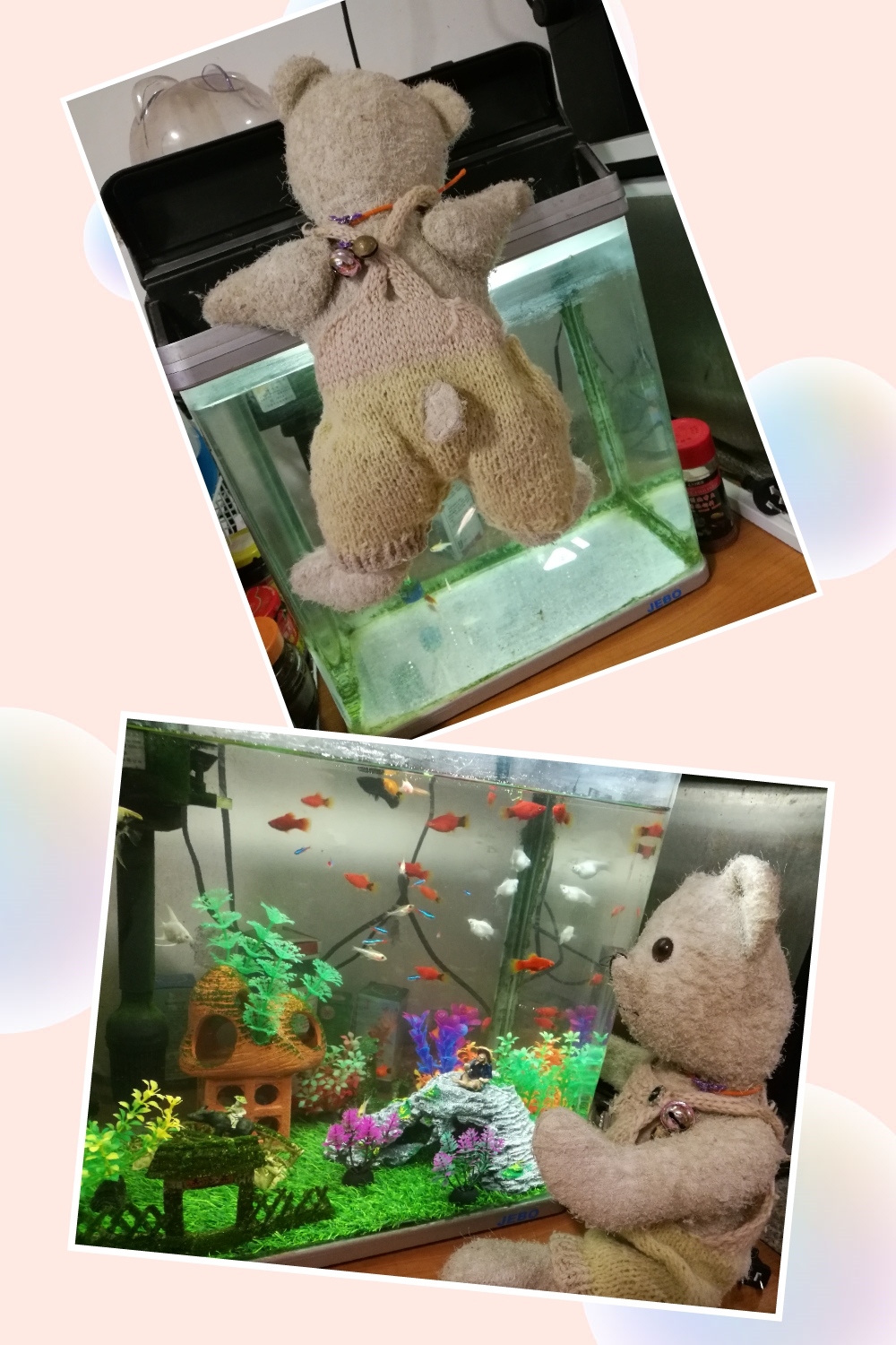 fish tank fish tank