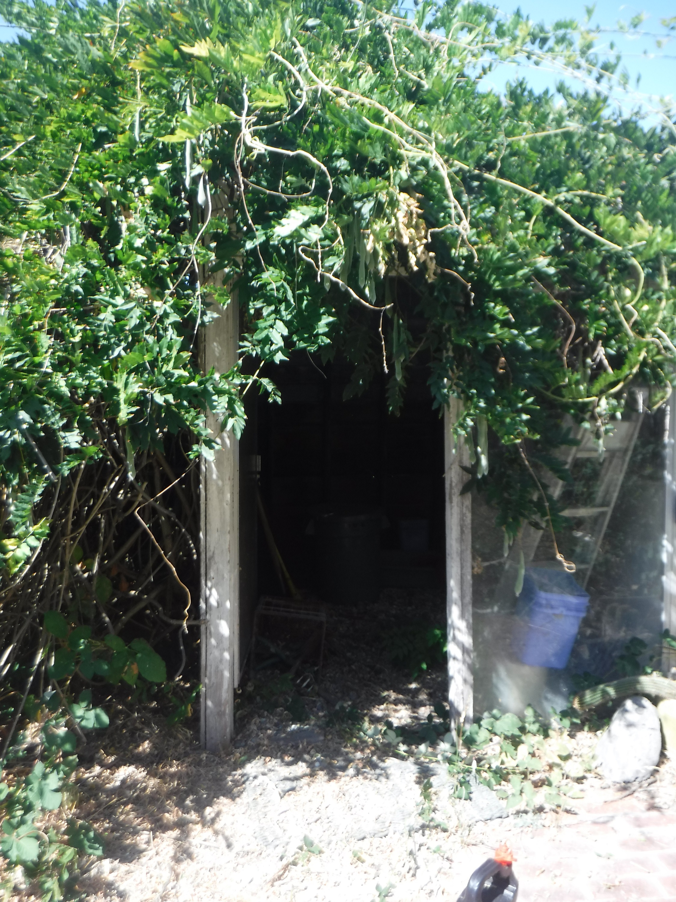 Photo I took of the door going inside the shed my dad made Photo I took of the door going inside the shed my dad made