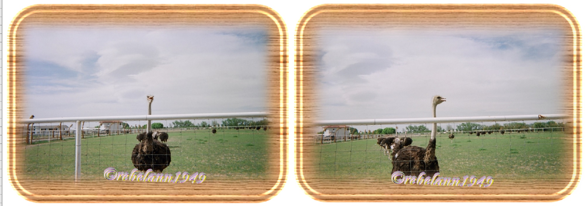 An ostrich I saw while driving the back roads of New Mexico by the Texas border in the late 1990s. An ostrich I saw while driving the back roads of New Mexico by the Texas border in the late 1990s.