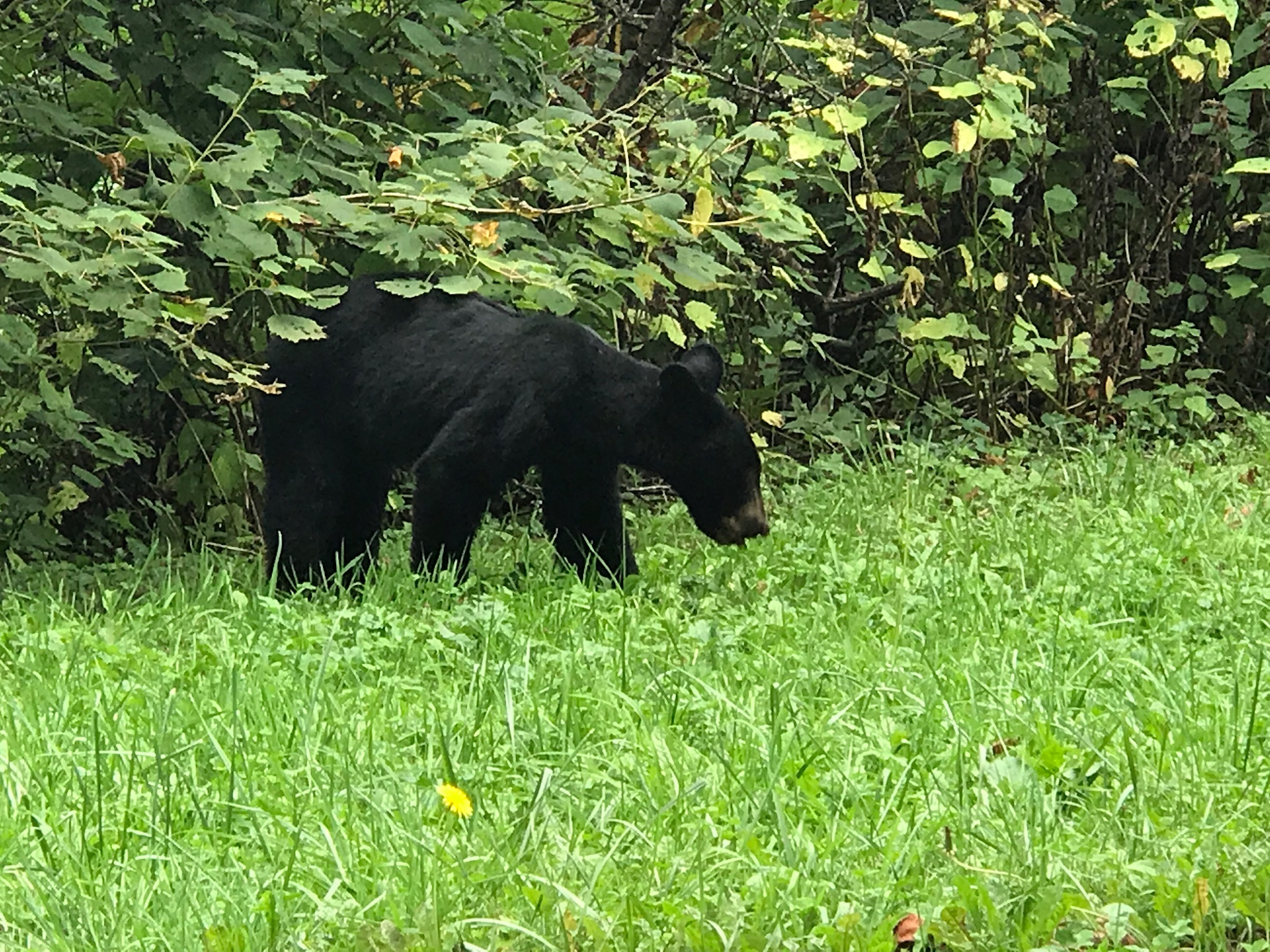 Young bear on the side of the road in the Great Smoky Mountains National Park. Photo taken by and the property of FourWalls. Young bear on the side of the road in the Great Smoky Mountains National Park. Photo taken by and the property of FourWalls.