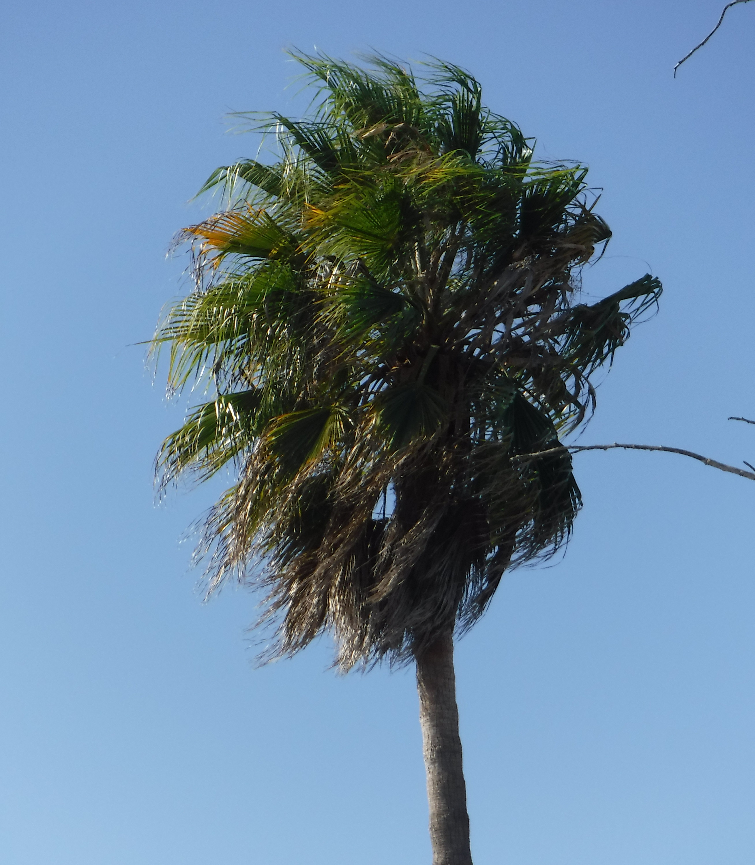 Photo I took today of a tree blowing in the wind Photo I took today of a tree blowing in the wind