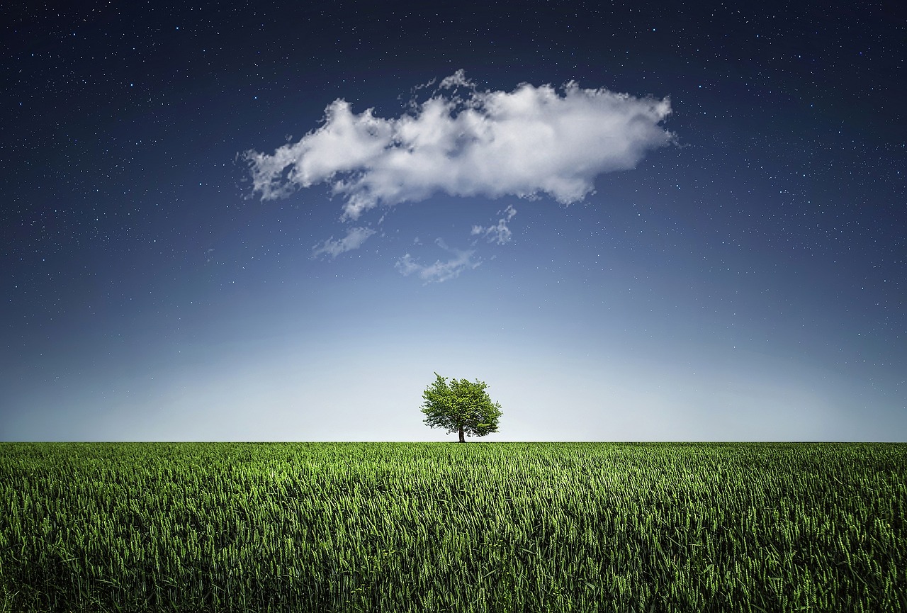 What is more real the cloud or the tree? Which is more fleeting to see?