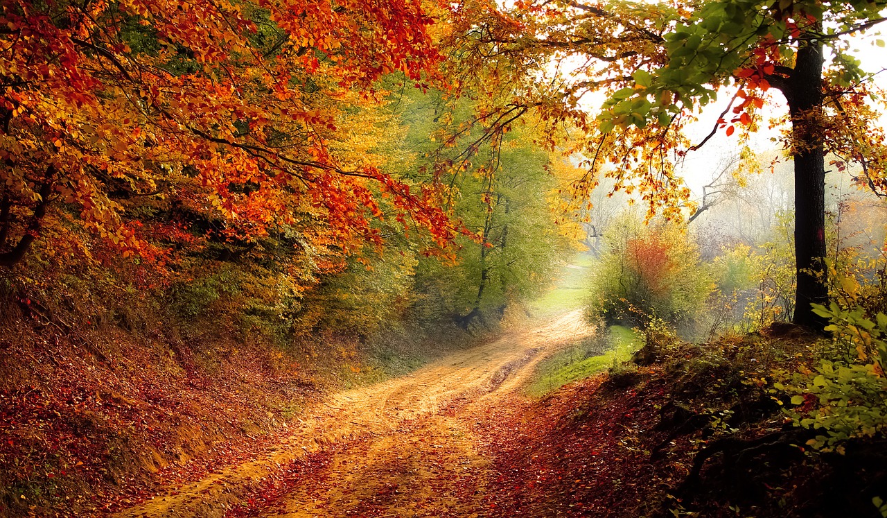 https://pixabay.com/photos/road-forest-season-autumn-fall-1072823/