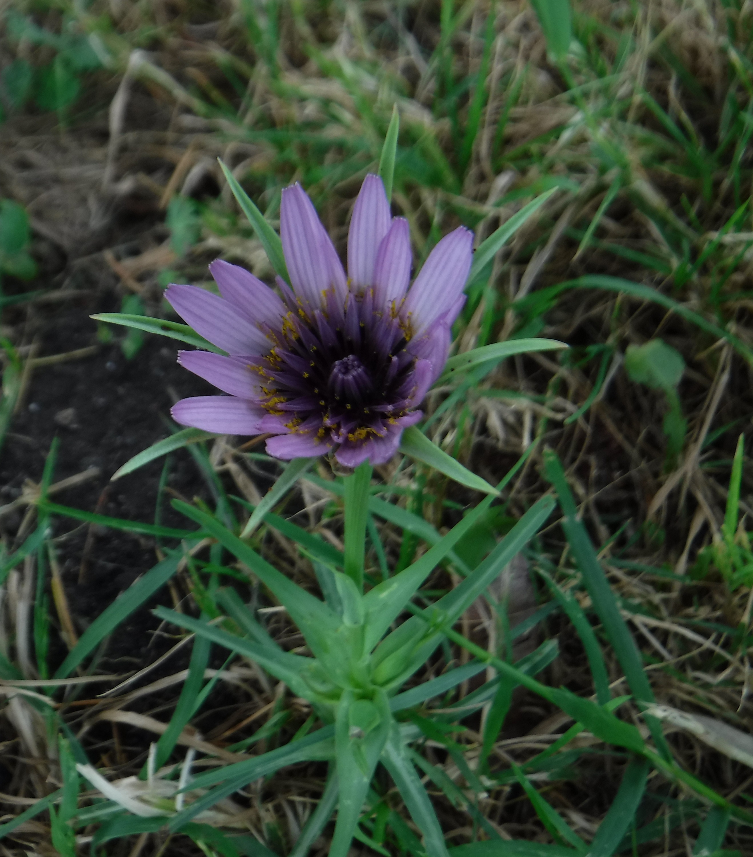 Photo taken by me 5-8-19 Photo taken by me 5-8-19