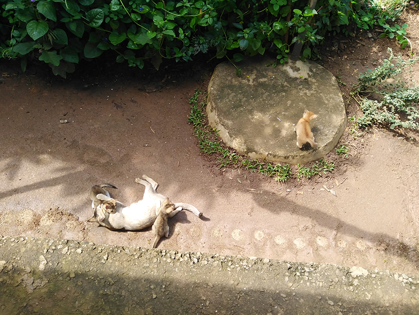 cat_family cat_family