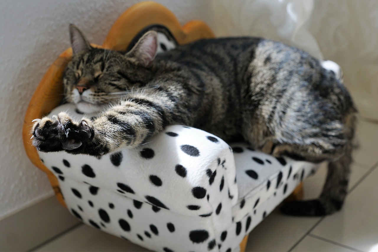 Being lazy on a Sunday Being lazy on a Sunday