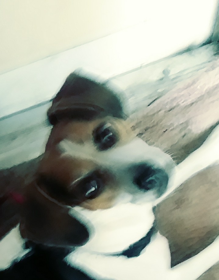 I took this photo of Lucy. I took this photo of Lucy.
