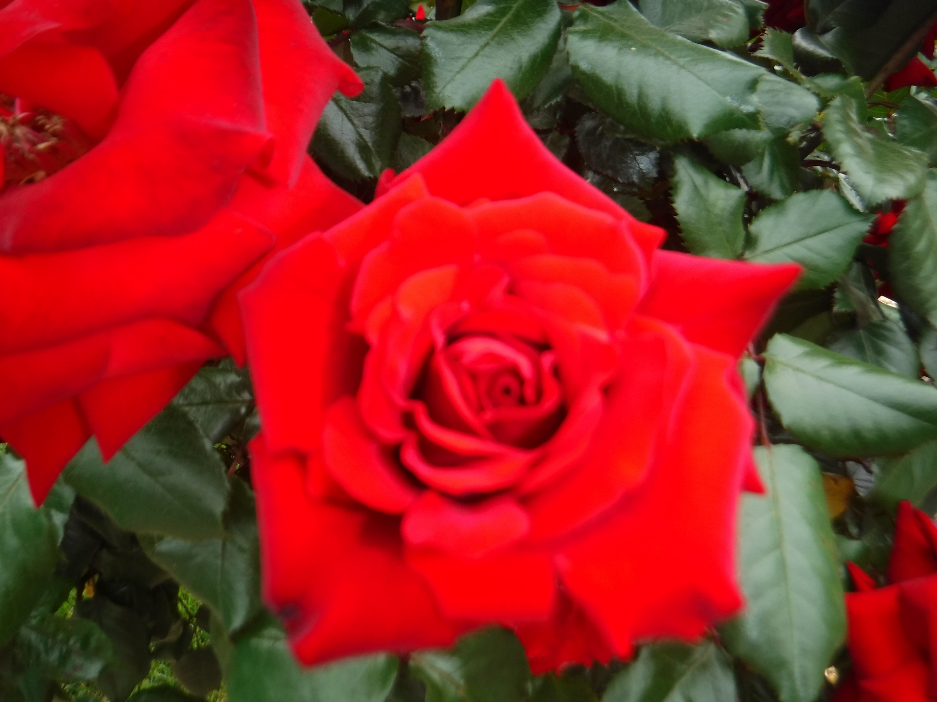 Photo taken by me 5-5-19 Photo taken by me 5-5-19