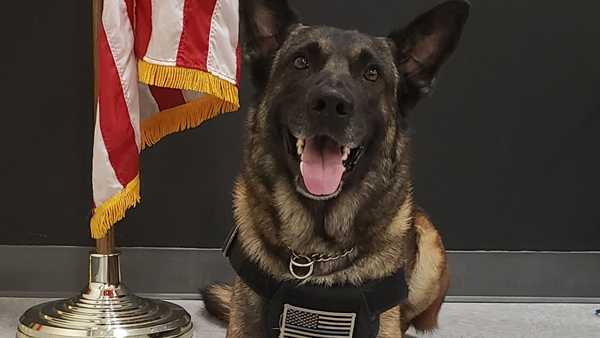 Shelby County K9 dog Bandit who is being called a hero Shelby County K9 dog Bandit who is being called a hero