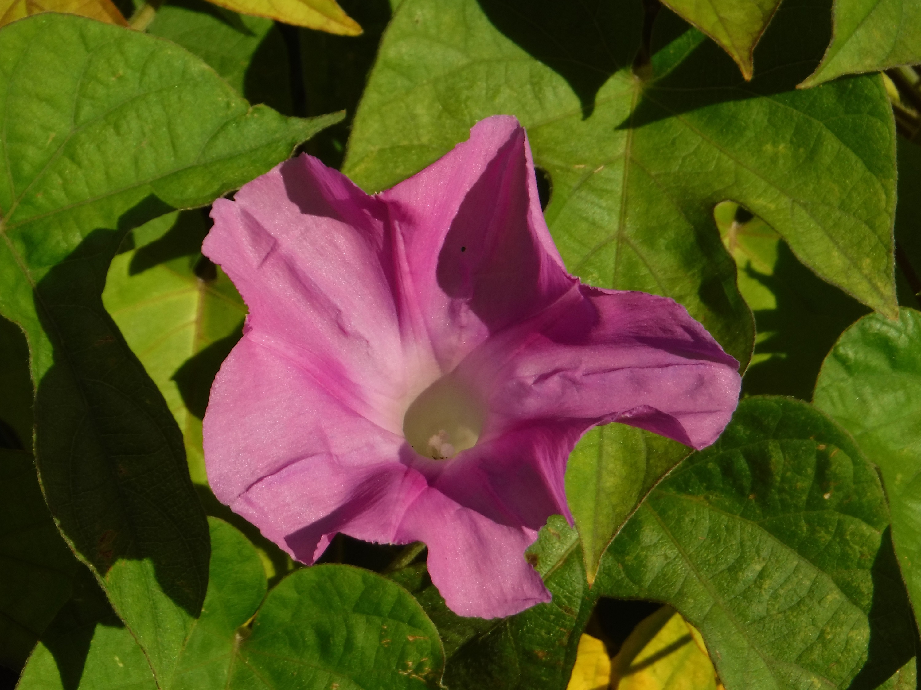 Photo taken by me 10-9-19 Photo taken by me 10-9-19