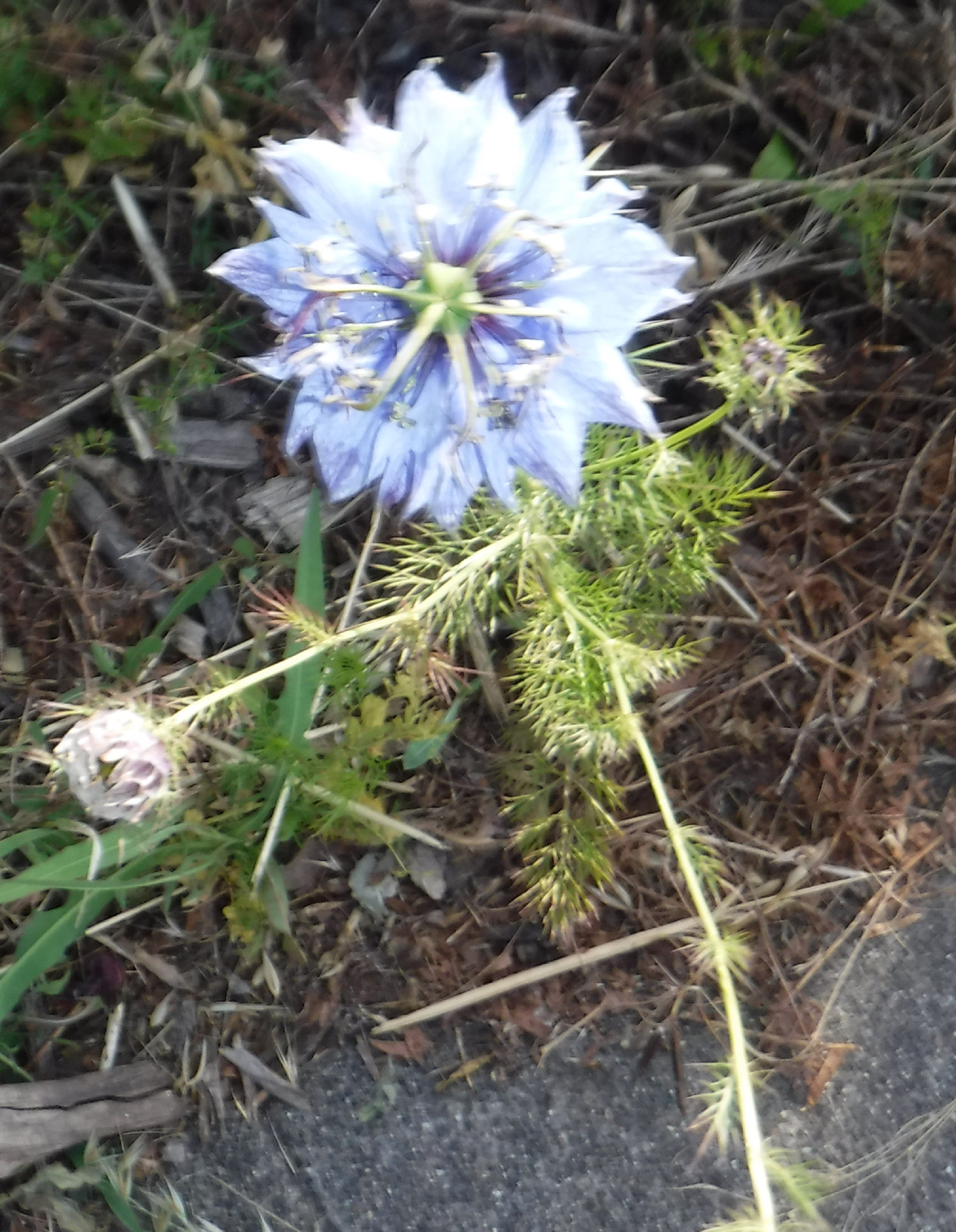 Photo taken by me 5-24-19 Photo taken by me 5-24-19