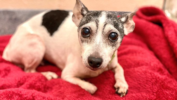Dutchess is returning home with her owner after a 12 year disappearance Dutchess is returning home with her owner after a 12 year disappearance