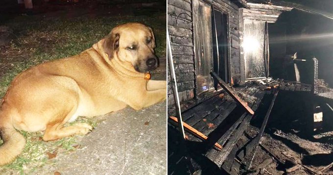 Curly the dog and the burned down home of a war veteran Curly the dog and the burned down home of a war veteran