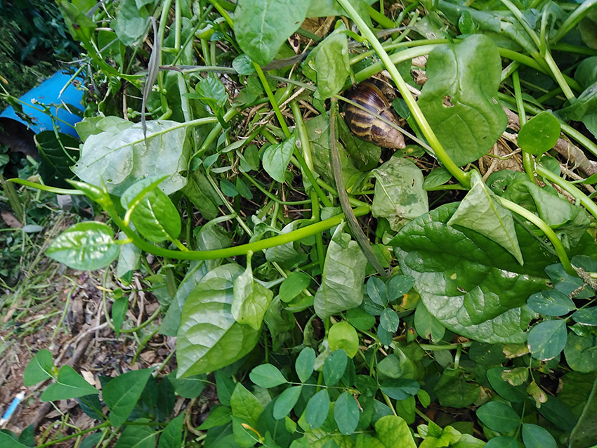 Snail_big Snail_big