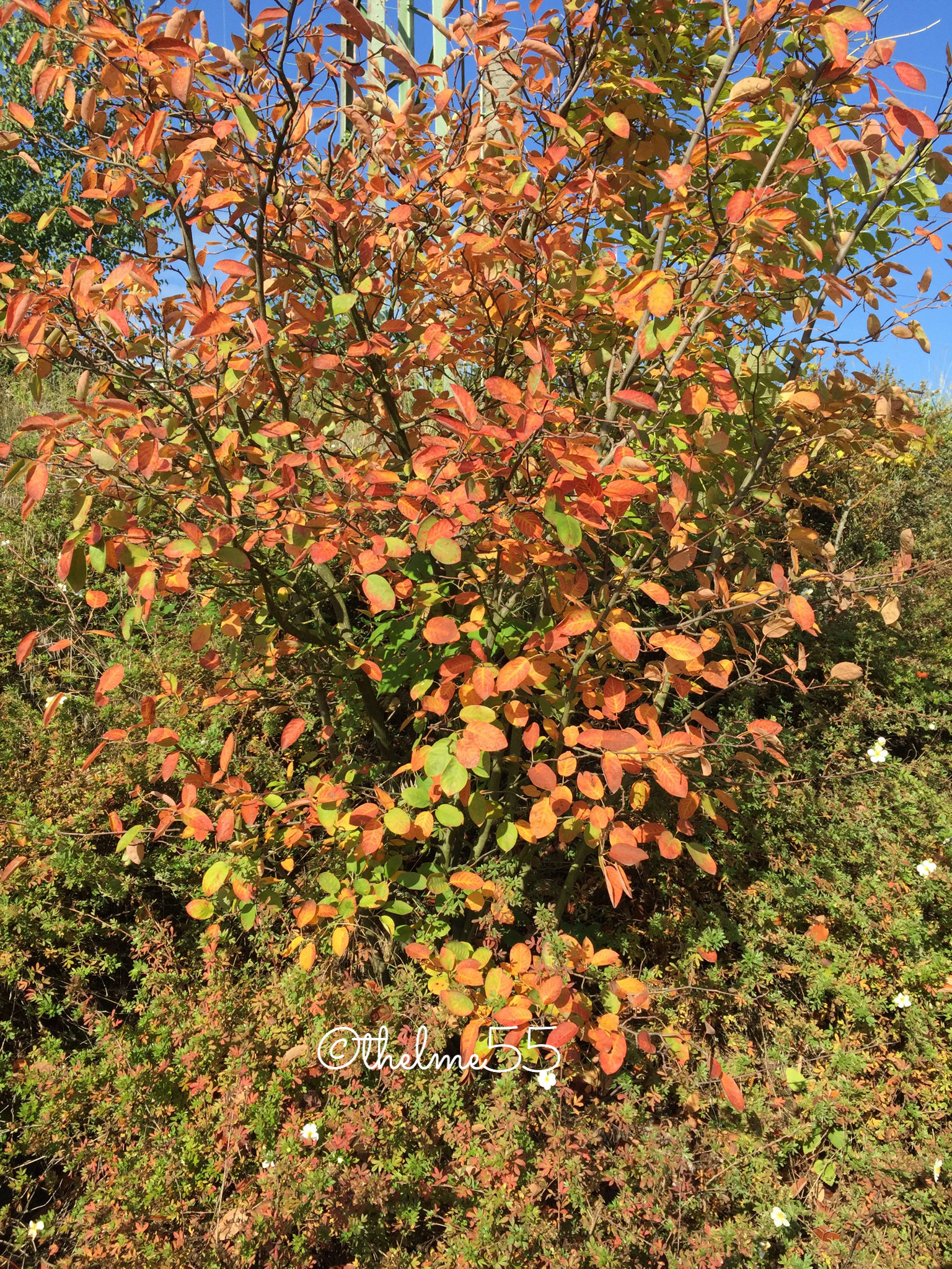 This is the photo of Autumn in Germany This is the photo of Autumn in Germany