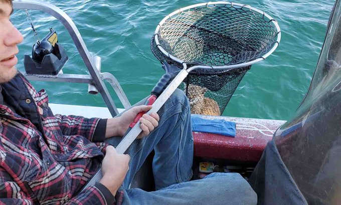 A bobcat rescue in Flathead Lake in Montana A bobcat rescue in Flathead Lake in Montana