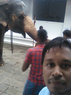 elephant_picture