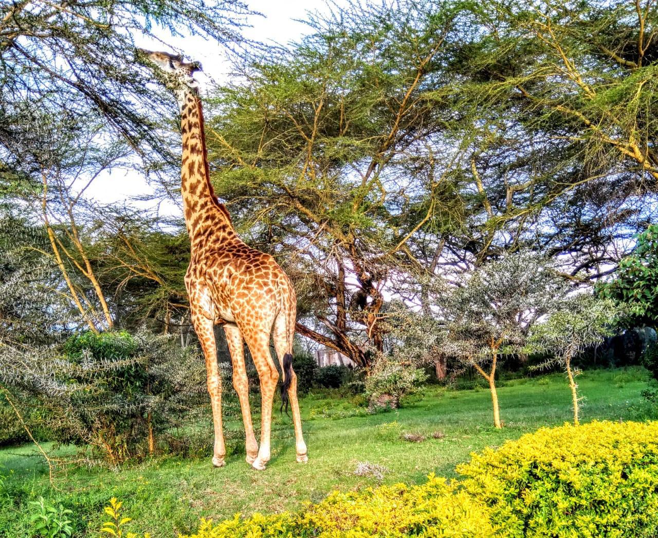 Giraffe Giraffe