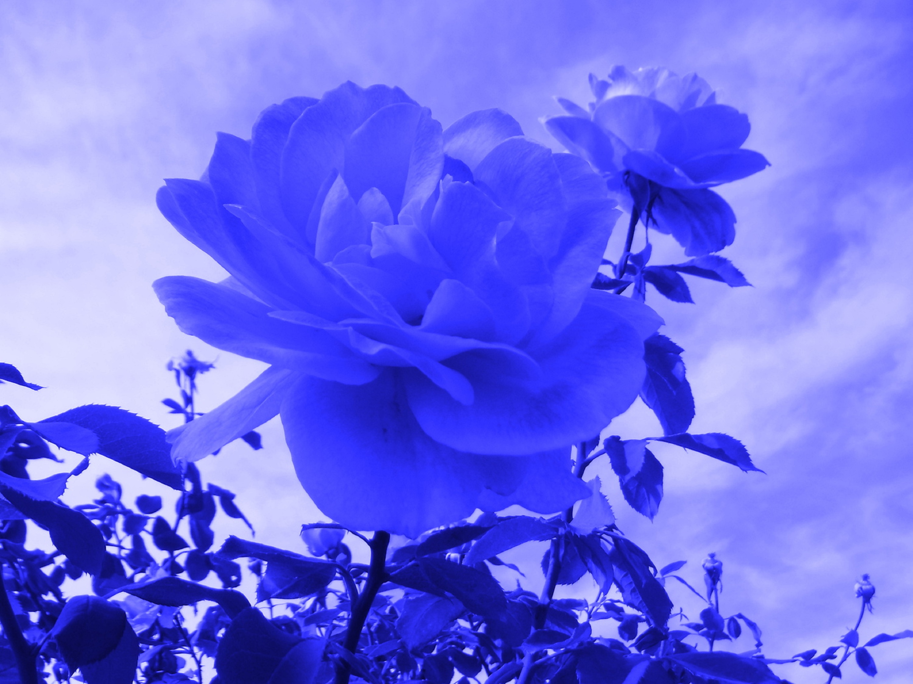 Photo taken by me with blue tint on LunaPic.com