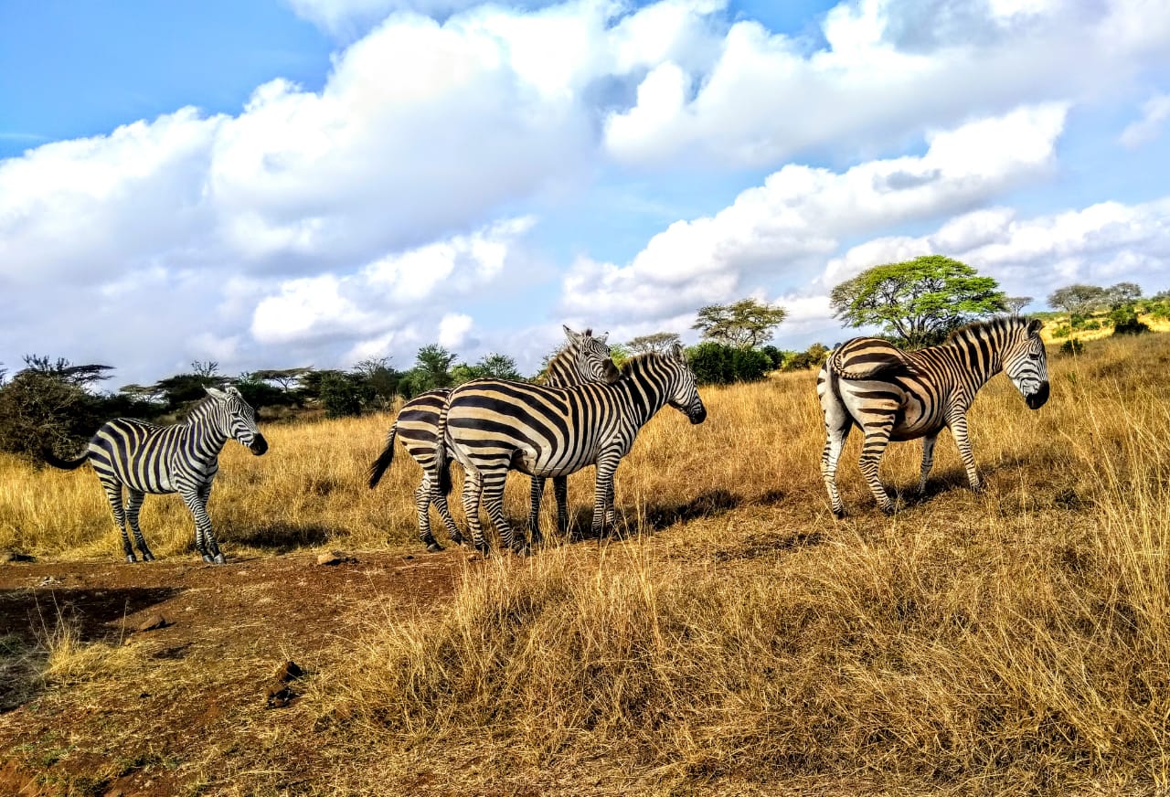 Zebra at Nairobi National Park Zebra at Nairobi National Park