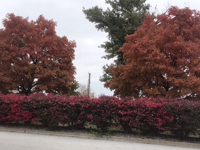 Fall beauty in Louisville. Photo taken by and the property of FourWalls. Fall beauty in Louisville. Photo taken by and the property of FourWalls.