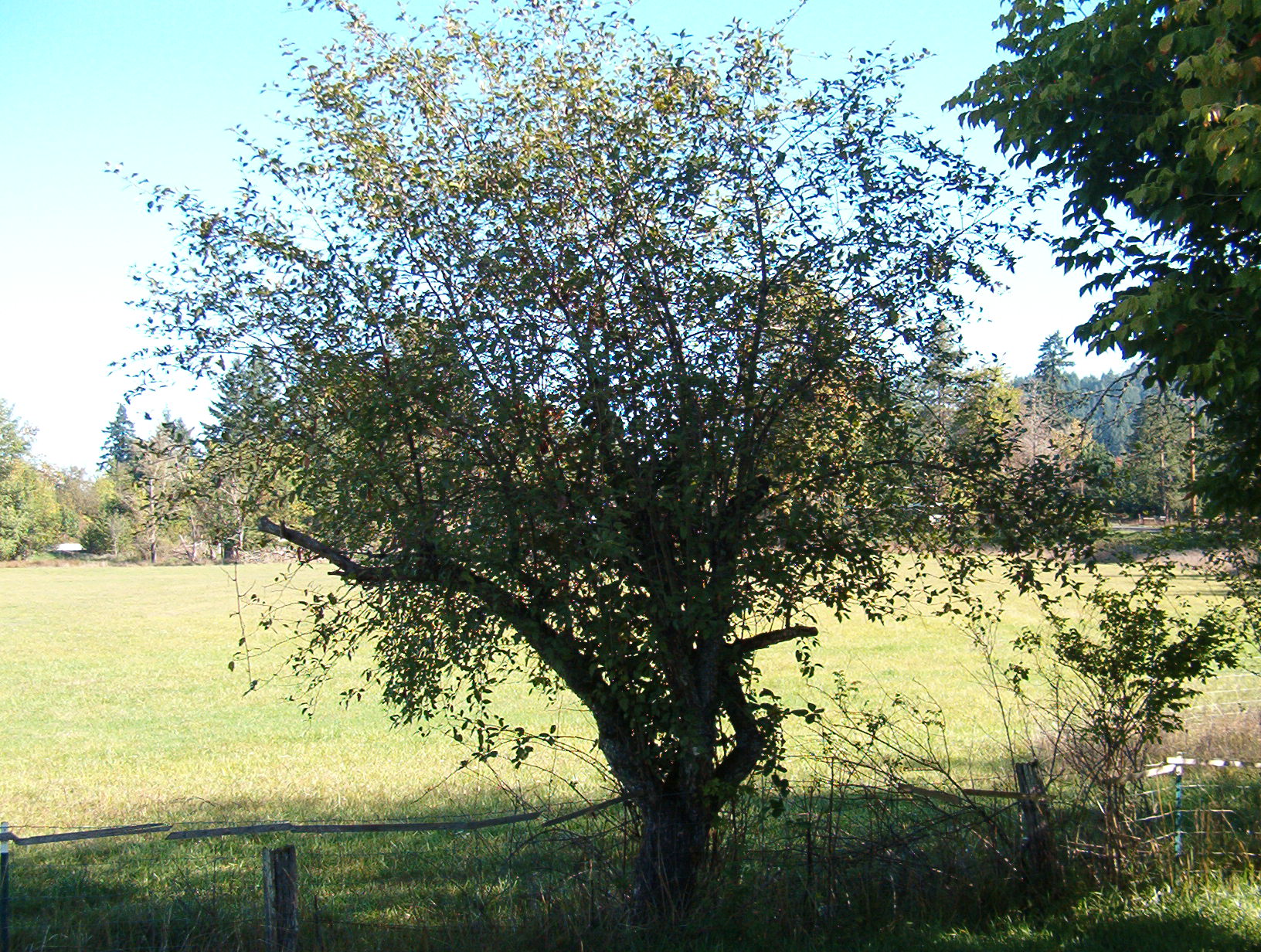 The birdy tree.. The birdy tree..
