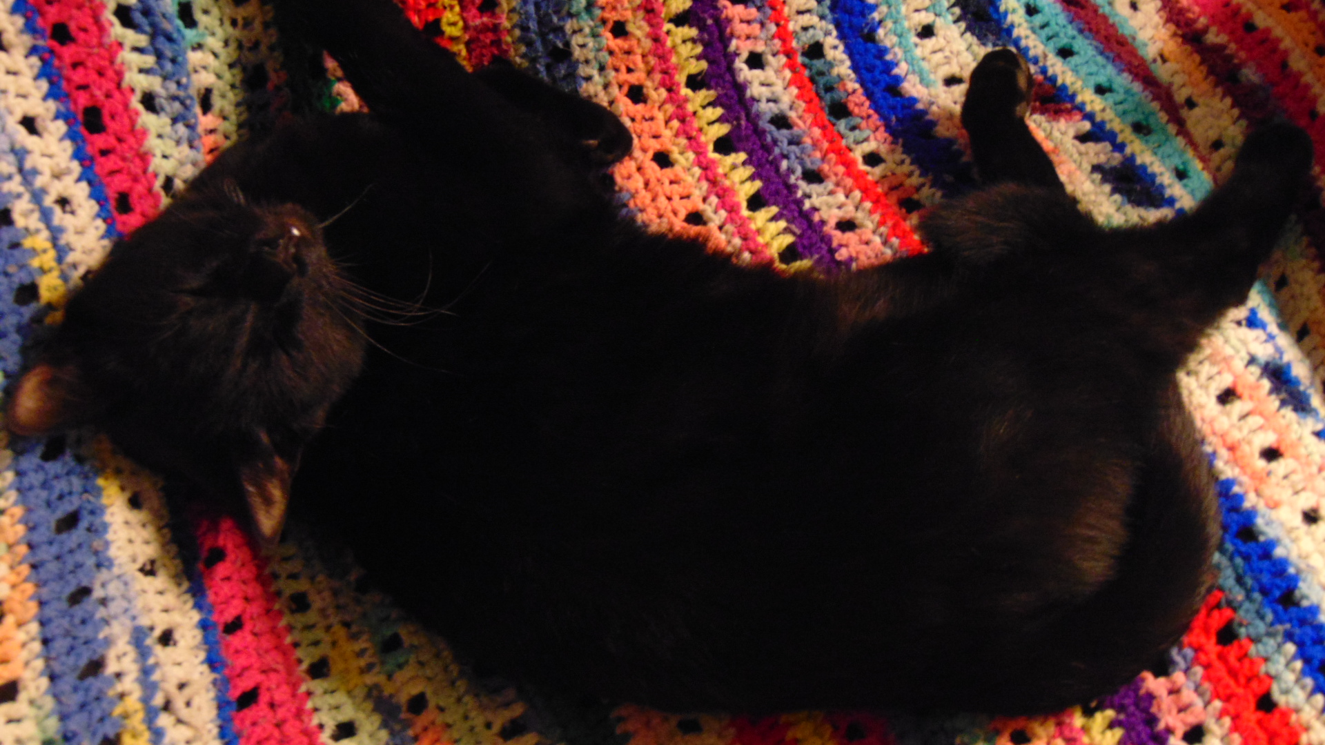 Spoiled Blackie
