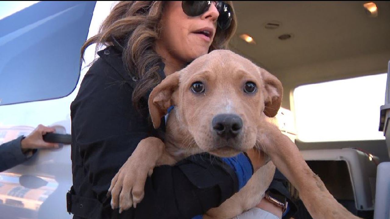 Lucky puppy going to find a home in Michigan Lucky puppy going to find a home in Michigan