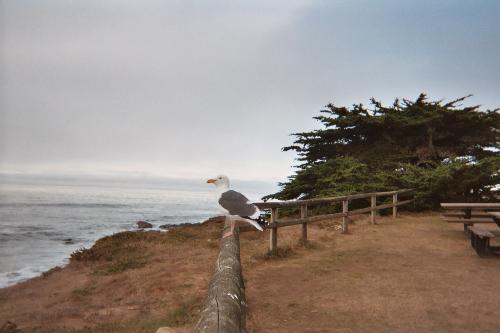 Sea Gull Sitting On A Rail - I caught this sea gull sitting on the fence at Moon Stone Beach in Cambria, California.