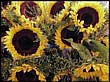 Kansas sunflowers - This is the Kansas state flower. Bright and sunny.