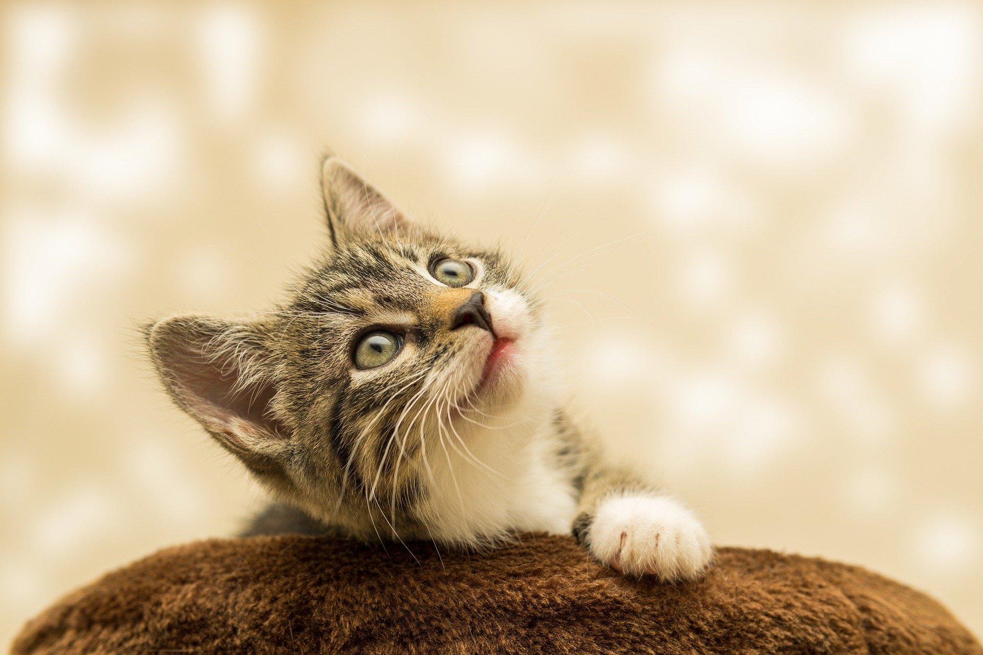 Is this cat deep in conscious or unconscious thought?