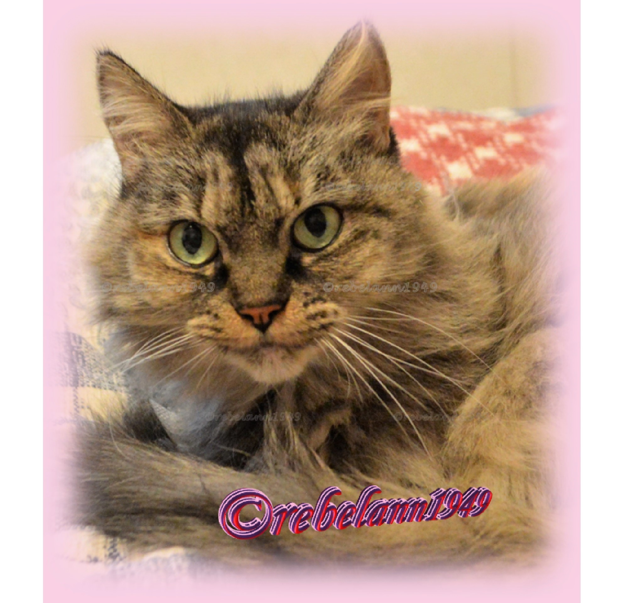 Behold, Princess Boobear LOLOL I took this photo a few years ago with my Nikon D3200. Behold, Princess Boobear LOLOL I took this photo a few years ago with my Nikon D3200.
