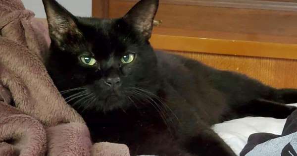 A male cat named Batman. A male cat named Batman.