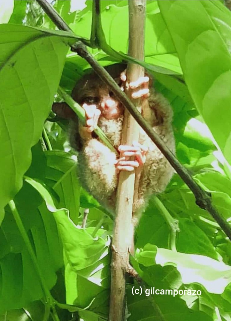 Tarsier Bohol Tarsier Bohol