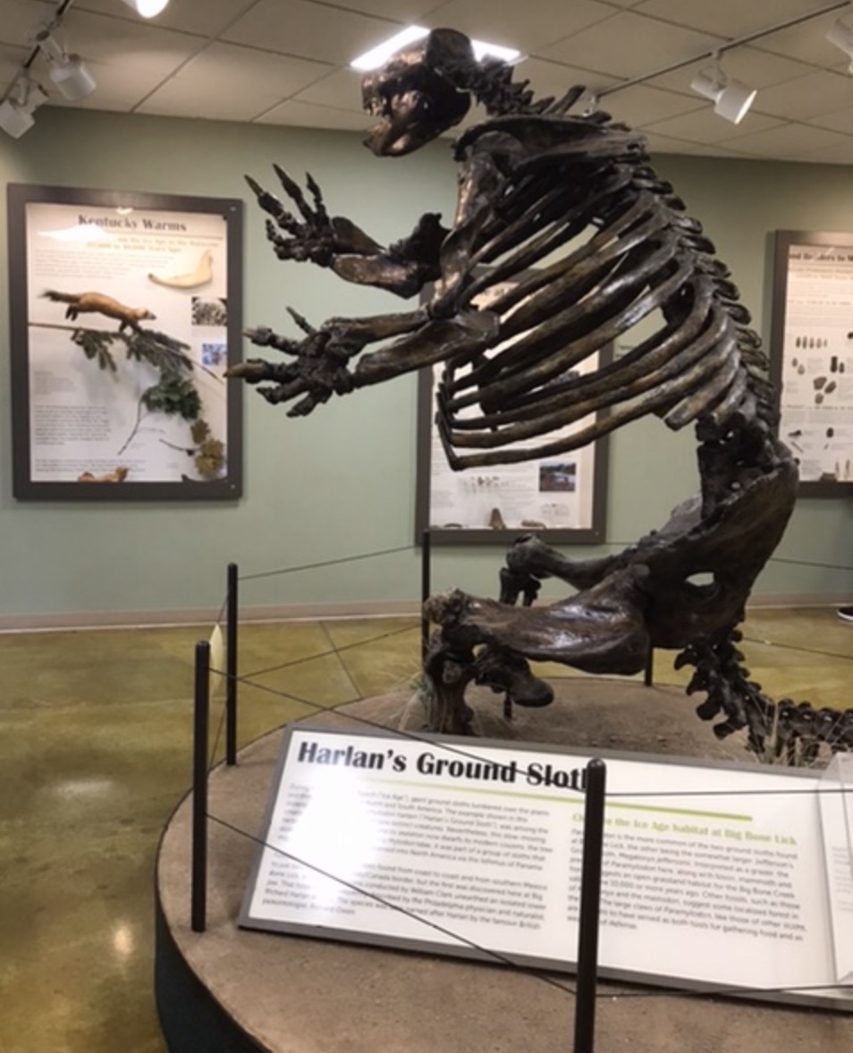 A replica of a Skeleton of a Harlan’s ground sloth in the museum at Big Bone Lick. Photo taken by and the property of FourWalls. A replica of a Skeleton of a Harlan’s ground sloth in the museum at Big Bone Lick. Photo taken by and the property of FourWalls.