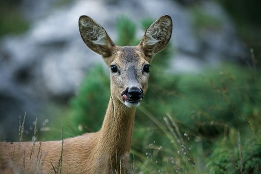 Doe Doe