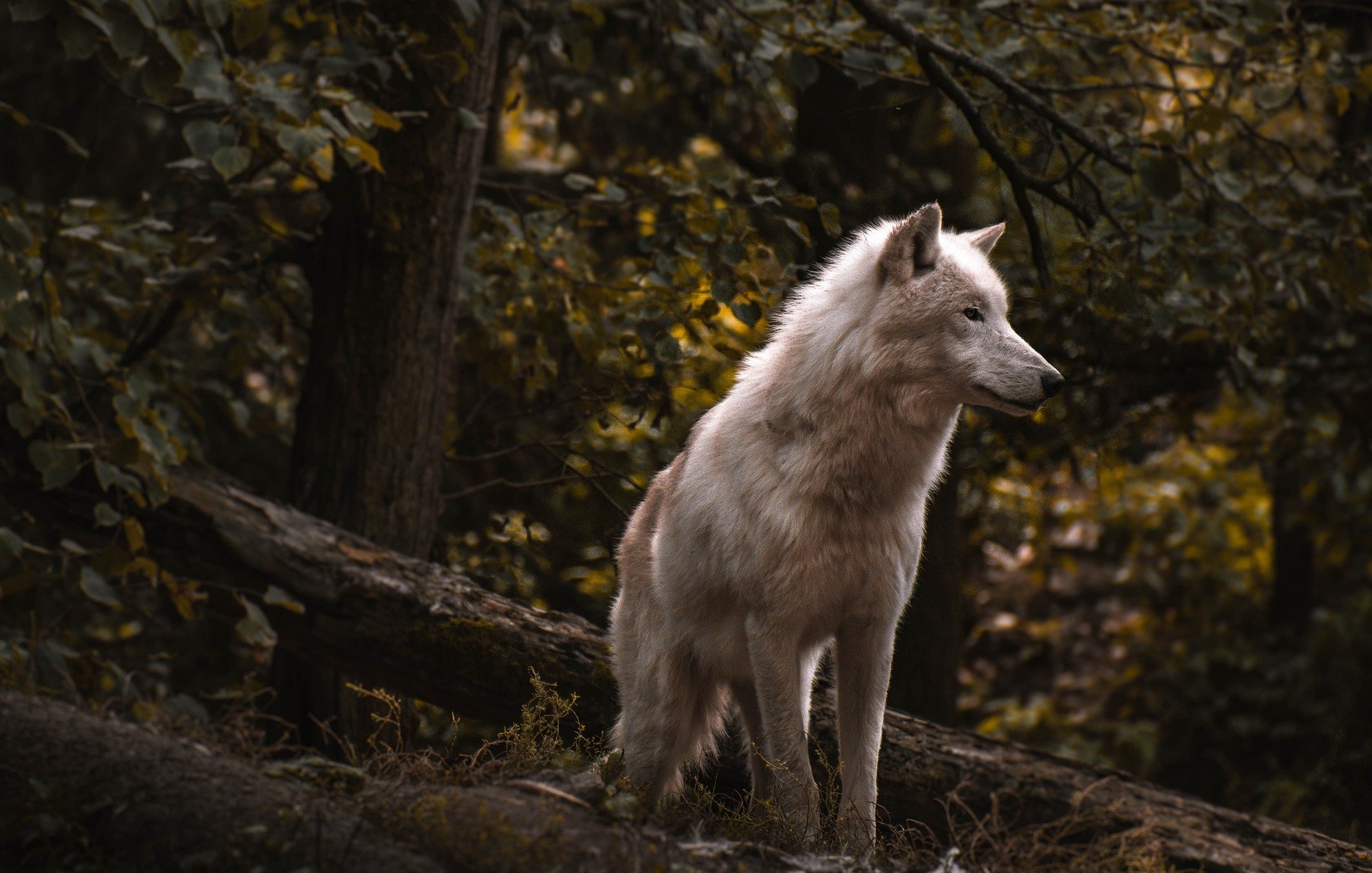 A dog might get lost if it has an owner. Can a wolf get lost without one too? A dog might get lost if it has an owner. Can a wolf get lost without one too?