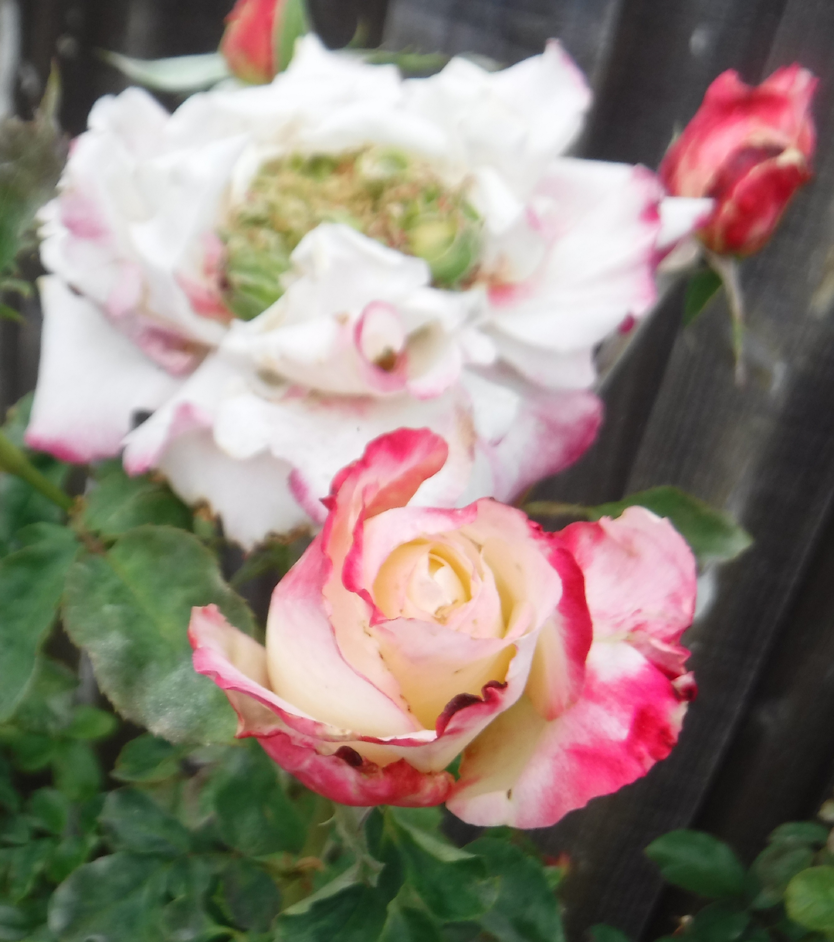 Photo taken by me