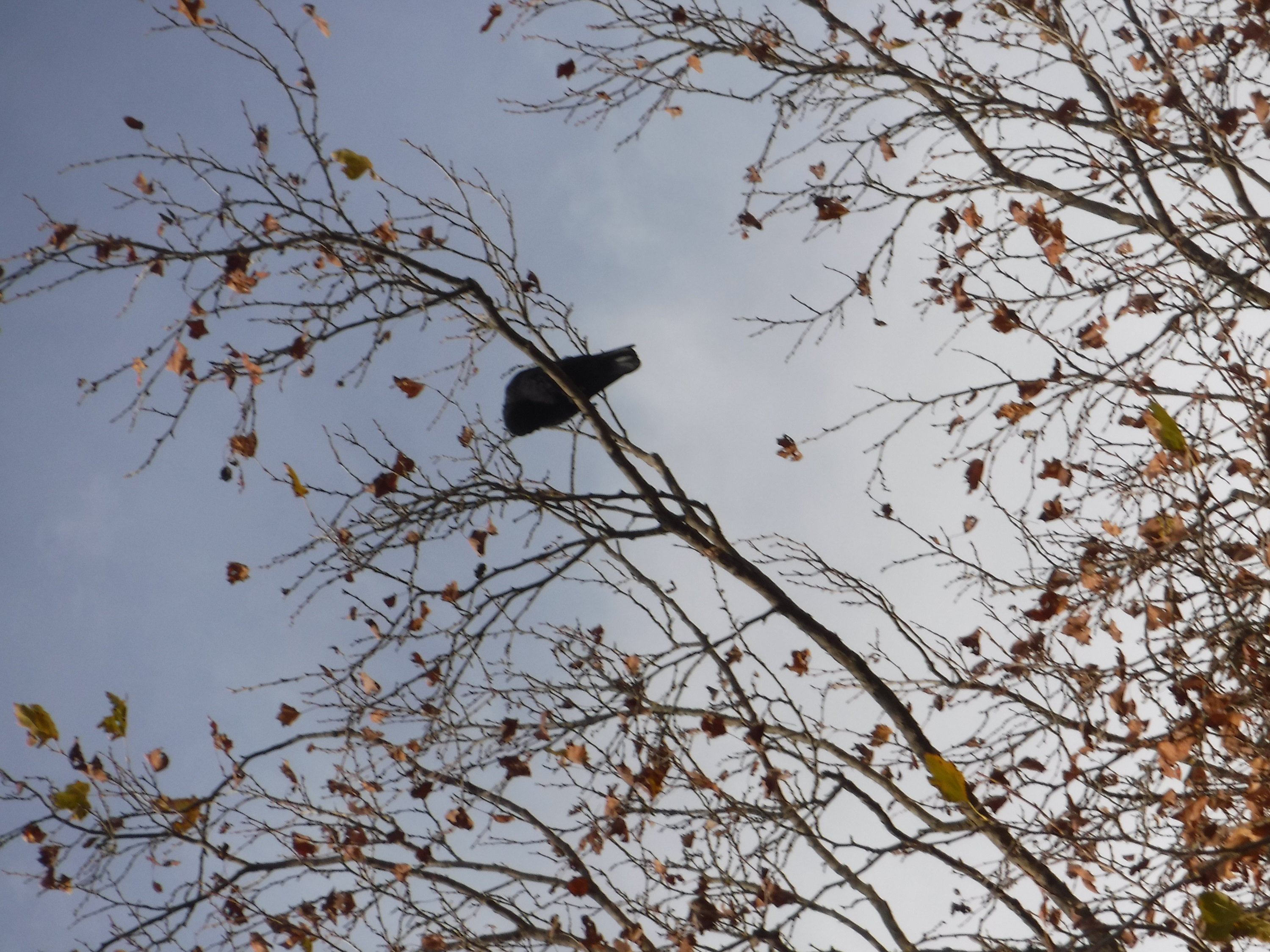 Photo taken by me 11-28-19 Photo taken by me 11-28-19