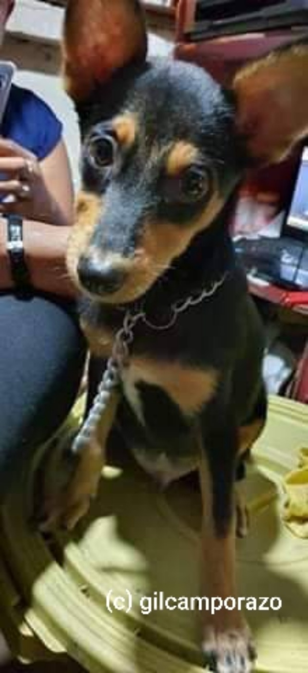 Asta pinscher 