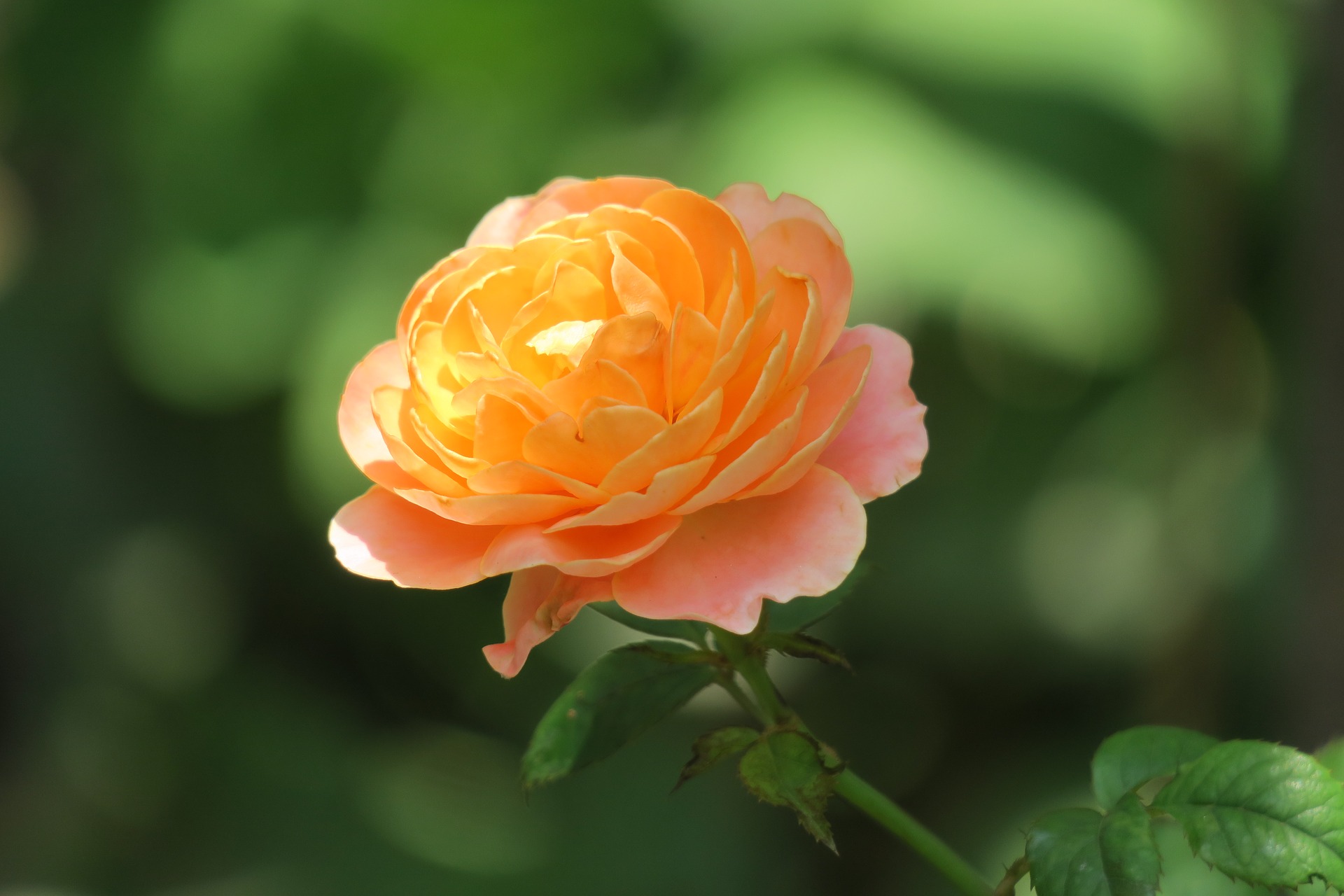 Роза Лайт оранж фото