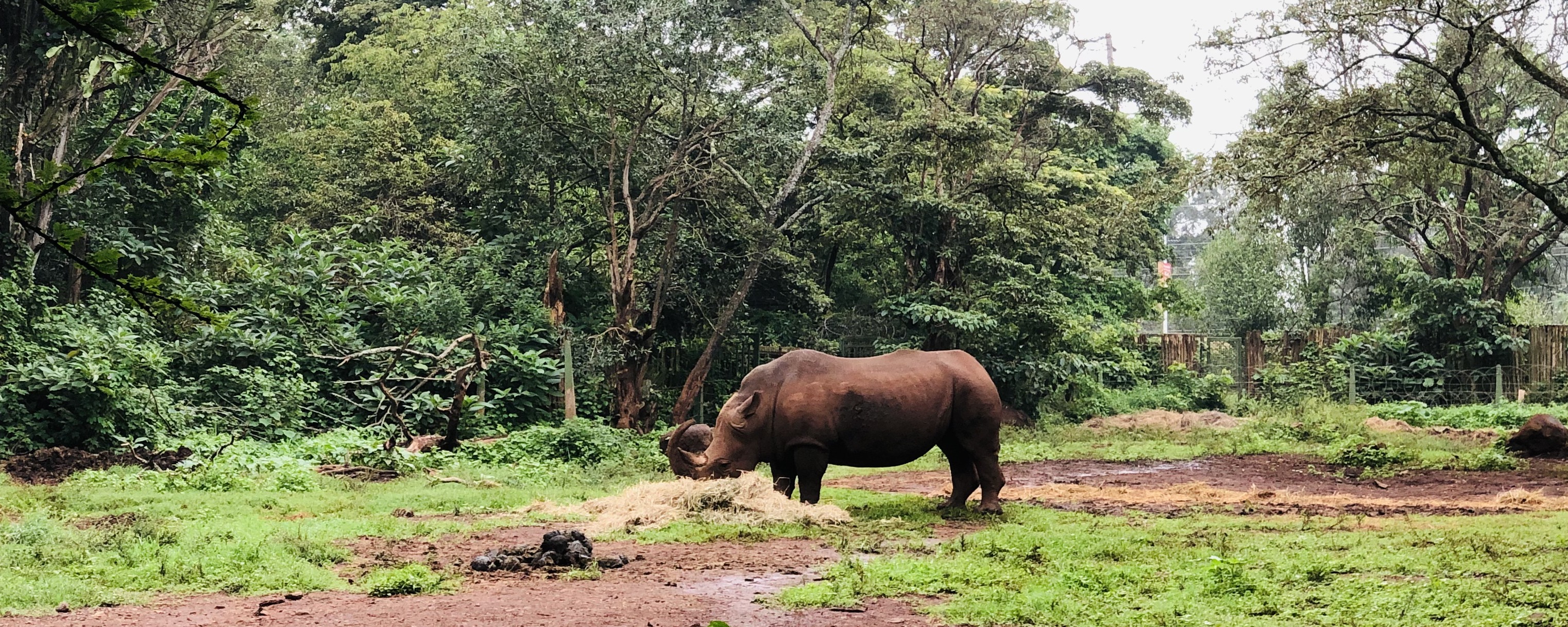 Rhino Rhino