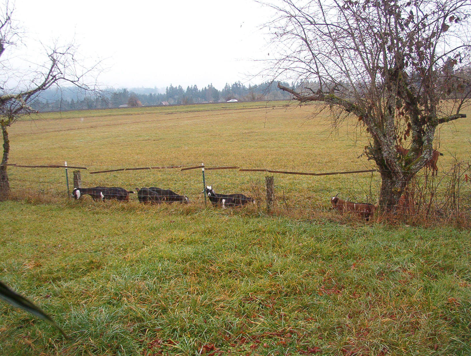 Winter Oregon.