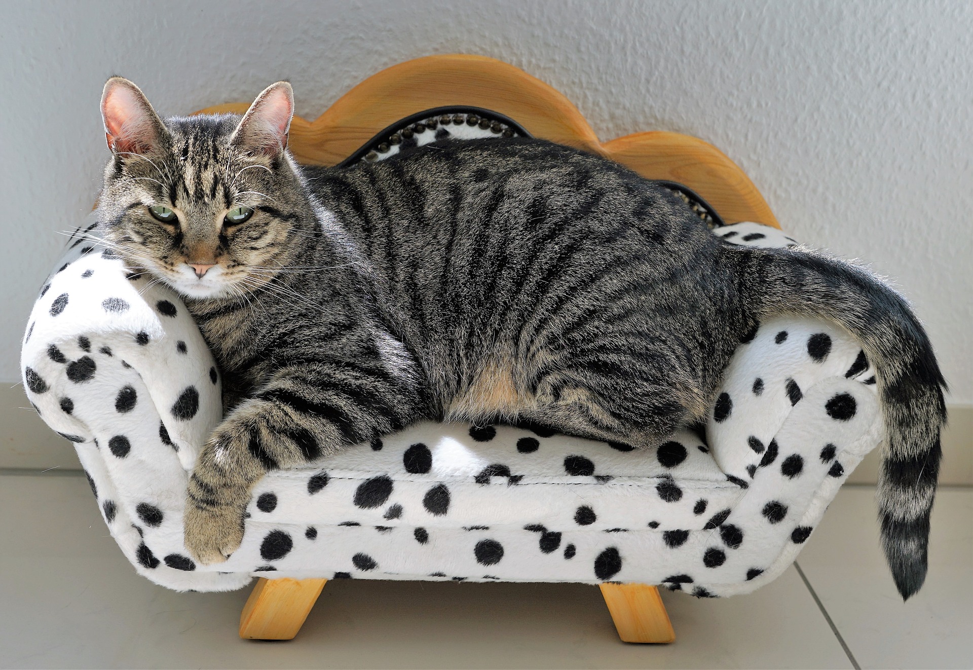 We should be always comfortable in our own skins and everywhere else too like this cat here We should be always comfortable in our own skins and everywhere else too like this cat here